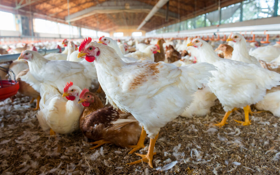 From Coop to Community: How Bird Flu Impacts Us All