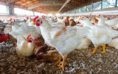 From Coop to Community: How Bird Flu Impacts Us All